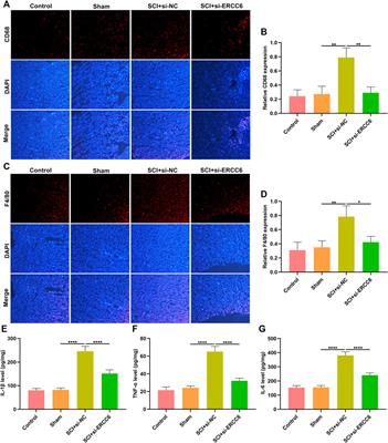 Blockage of ERCC6 Alleviates Spinal Cord Injury Through Weakening Apoptosis, Inflammation, Senescence, and Oxidative Stress